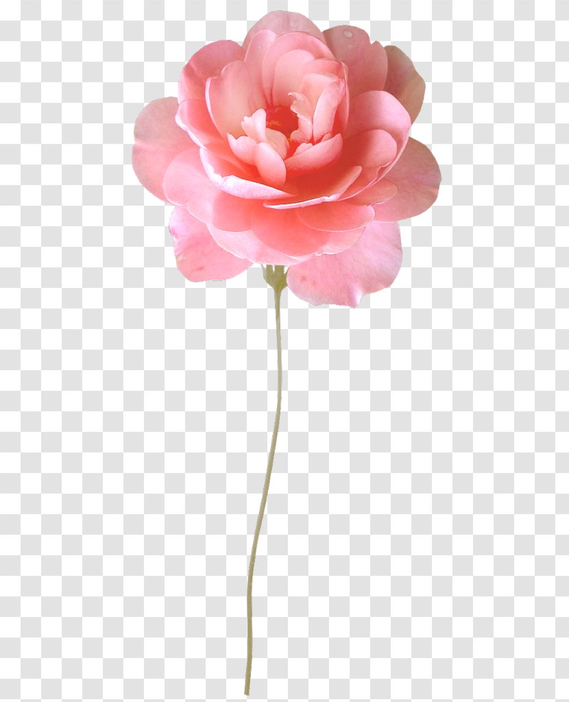 Garden Roses Centifolia Flower Desktop Wallpaper - Watercolor Transparent PNG