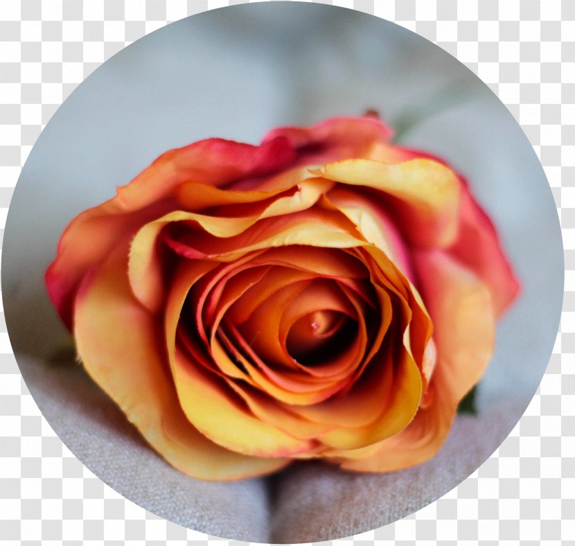 Garden Roses Cut Flowers Petal - Flower Transparent PNG