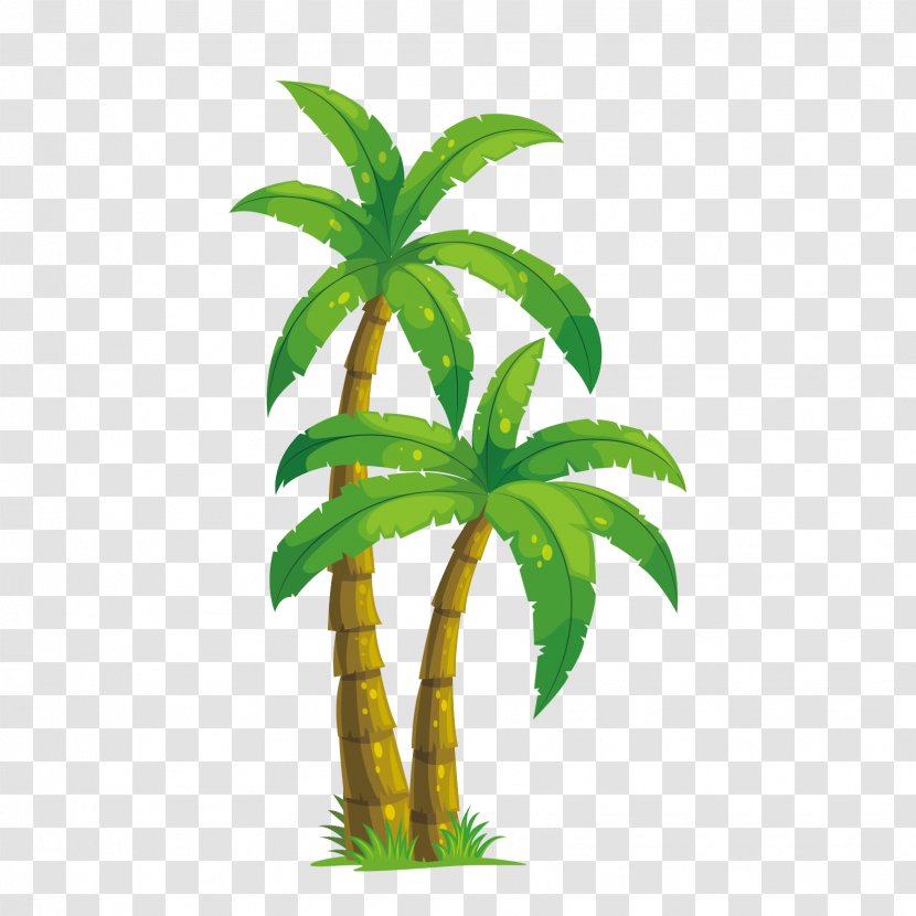 Arecaceae Coconut Tree Illustration - Vector Free Download Transparent PNG