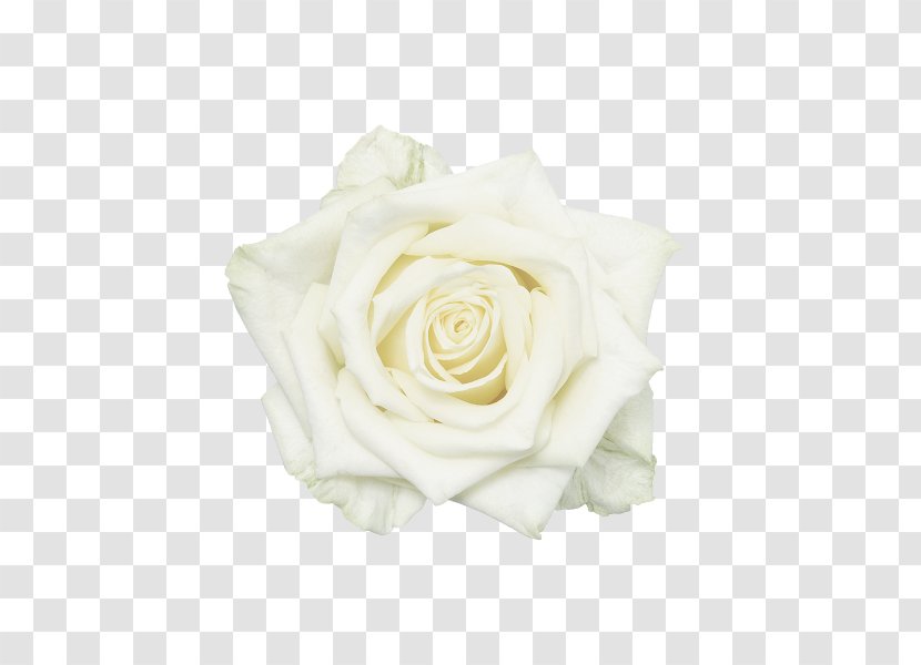 Garden Roses White Flower - Rose Family Transparent PNG