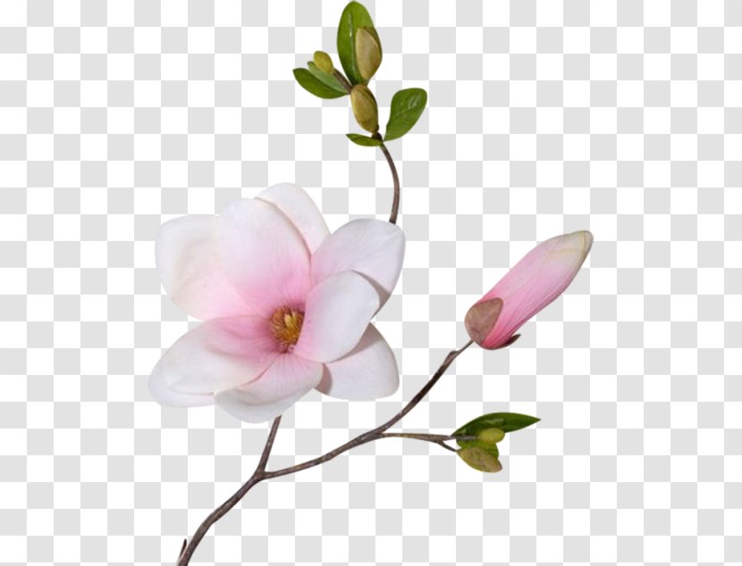 Clip Art - Petal - Magnolia Transparent PNG