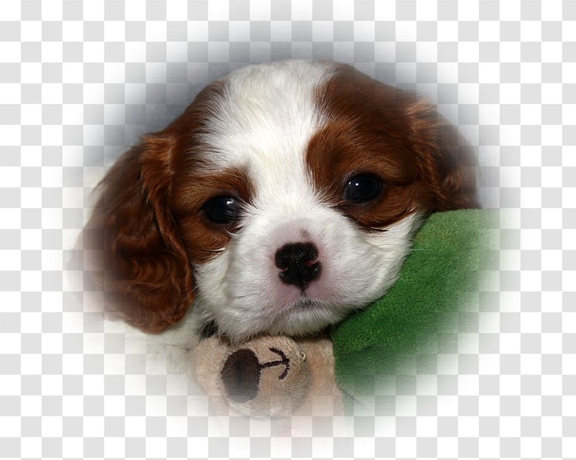 Cavalier King Charles Spaniel Cavachon Puppy Dog Breed - Love Transparent PNG