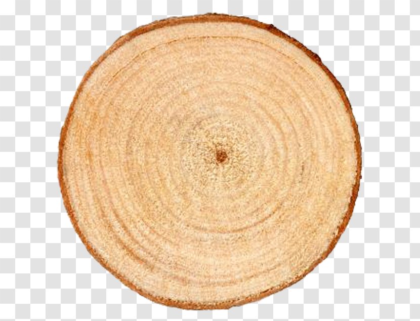 Aastarxf5ngad Tree Trunk Ring - Rings Transparent PNG