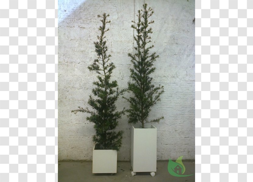 Spruce Flowerpot Fir Evergreen Houseplant - Shrub - Plant Transparent PNG