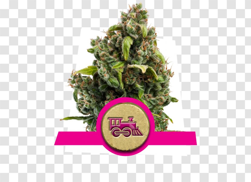 Kush Cannabis Cultivation Sativa Seed - Tree - Shop Transparent PNG