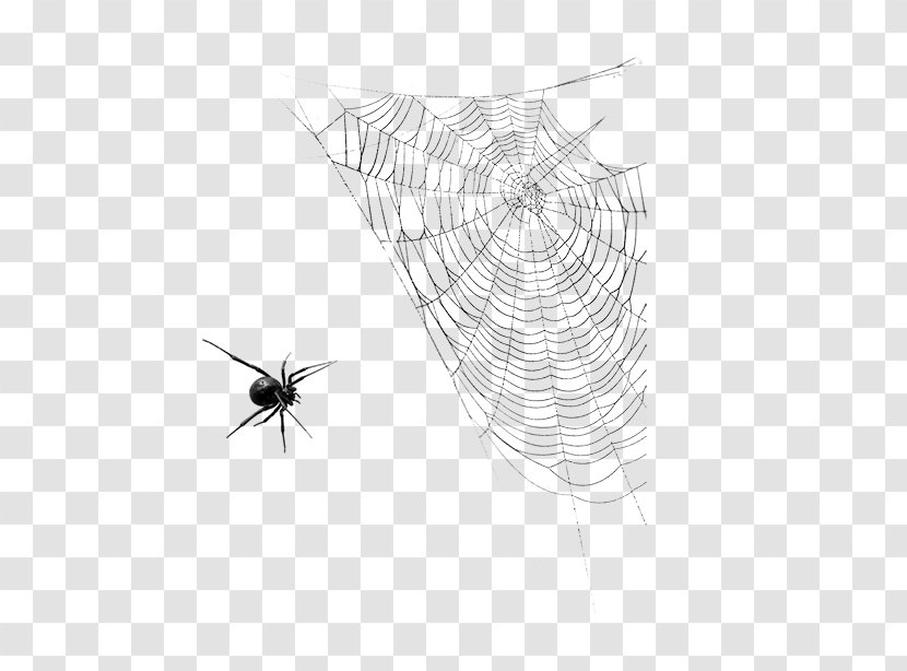Spider Web Insect Halloween - Pattern - And Cobweb Transparent PNG