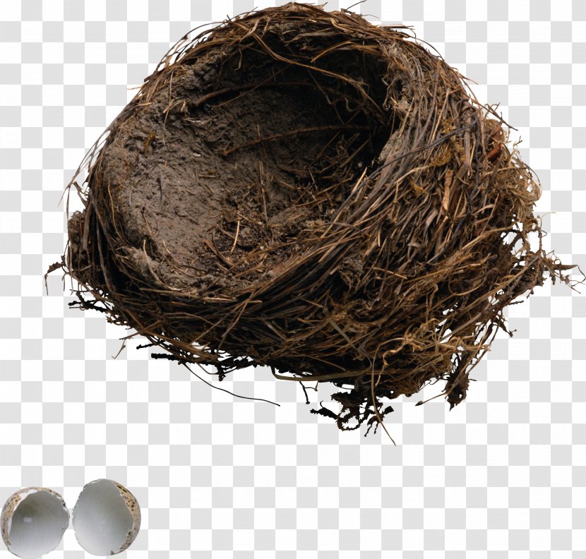 Bird Nest Edible Bird's - Archive File Transparent PNG