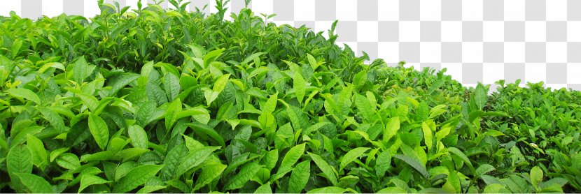 Green Tea Leaf - Vecteur Transparent PNG