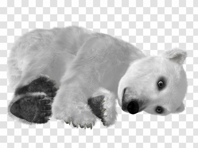 Baby Polar Bear Asian Black Clip Art - Watercolor - White Transparent PNG