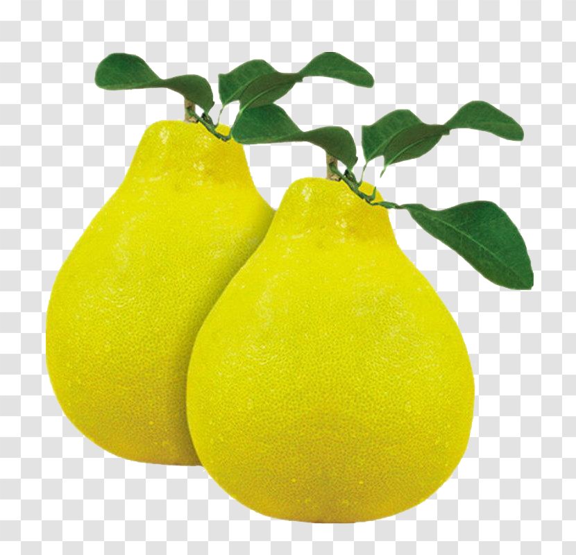 Citron Pomelo Lemon Grapefruit Citrus Junos - Fruit - Fresh Transparent PNG