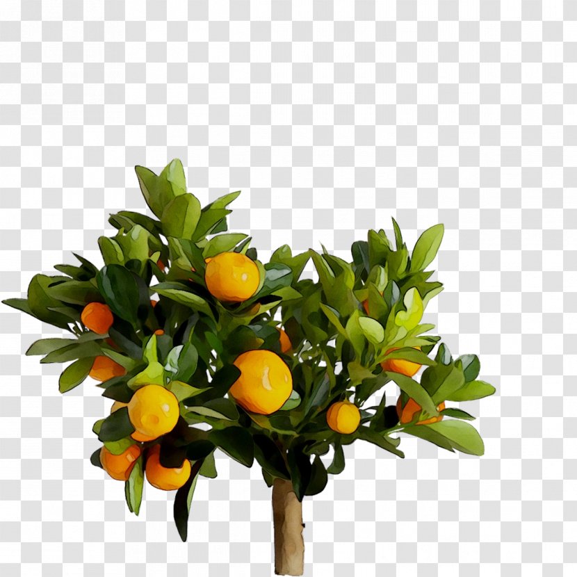 Bitter Orange Flowerpot IKEA Artificial Flower Calamondin - Clementine Transparent PNG