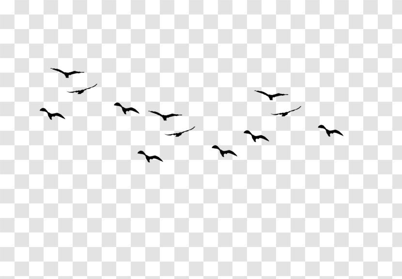 Bird Flight Flock - Display Resolution Transparent PNG