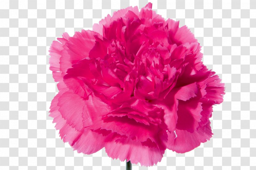 Carnation Flower Bouquet Pink Flowers - CARNATION Transparent PNG