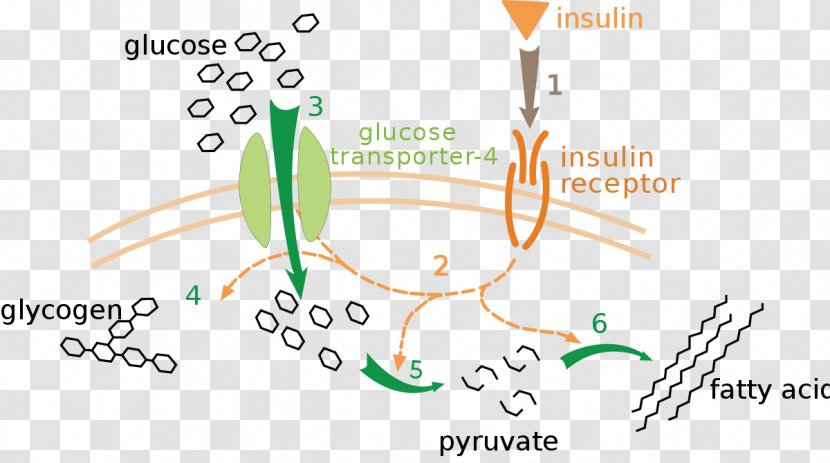 Insulin Blood Sugar Glucagon GLUT4 Diabetes Mellitus Transparent PNG