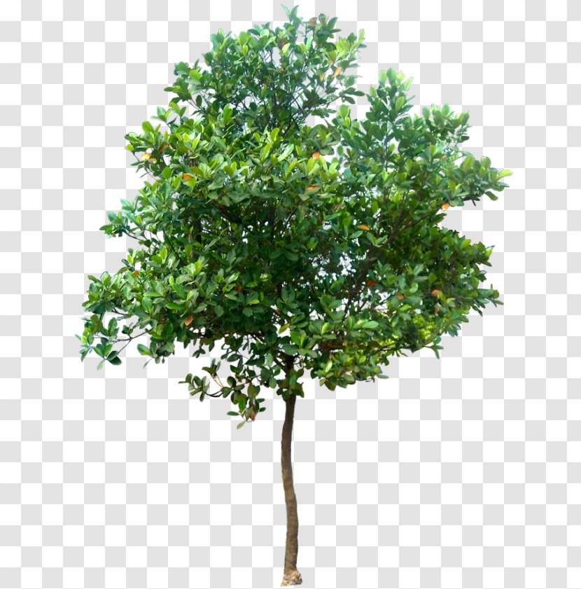 Tree Clip Art - Plant - Arboles Transparent PNG