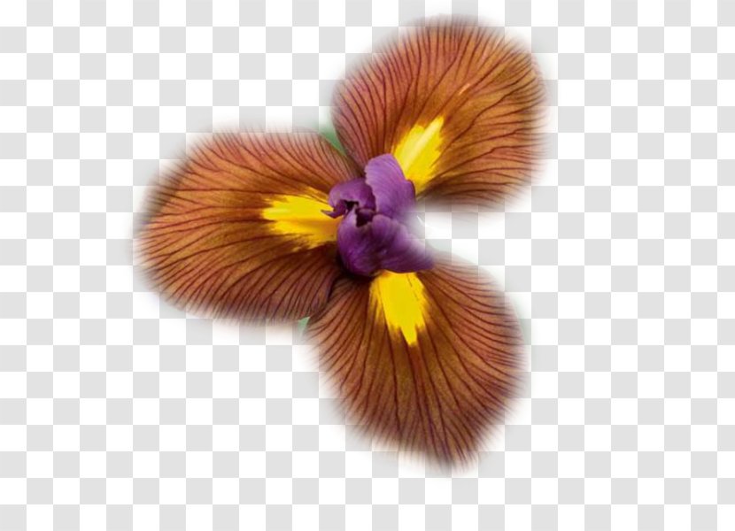 Irises Bulb Violet International Agency For Research On Cancer The Lion King Transparent PNG