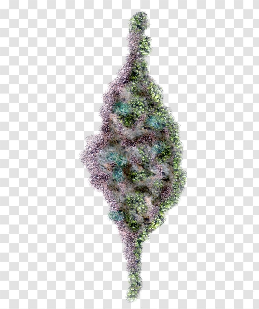 Fir Christmas Tree Ornament Spruce Day Transparent PNG