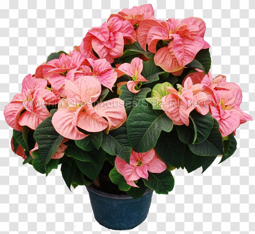 Flowerpot Poinsettia Houseplant Artificial Flower - Shrub - Peppermint Transparent PNG