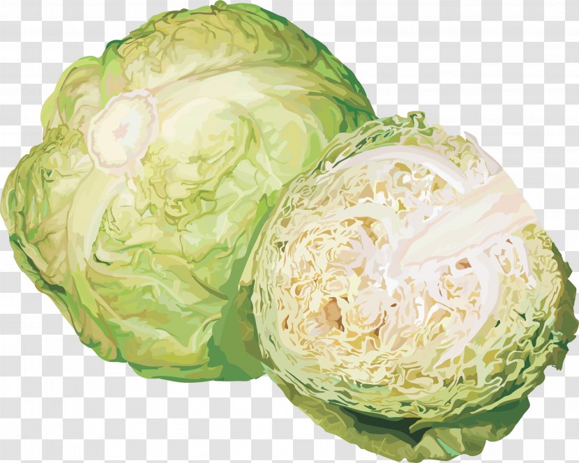 Cabbage Vegetable Cauliflower Kohlrabi Clip Art - Image Transparent PNG