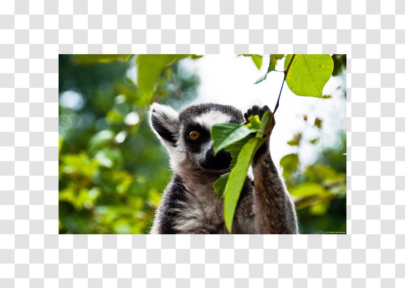 Lemurs Primate Vertebrate Desktop Wallpaper - Drink Drank Drunk Transparent PNG
