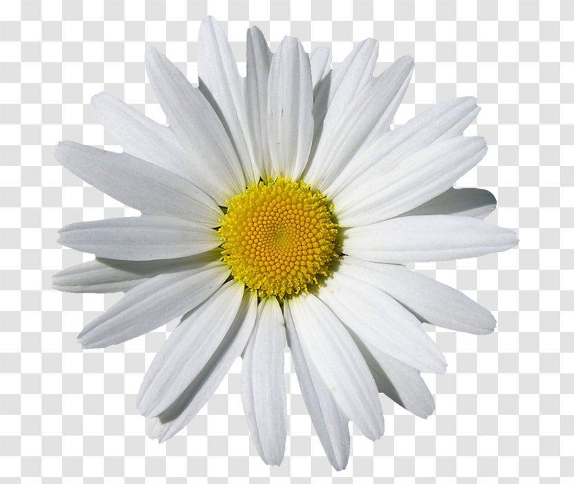 Chamomile Desktop Wallpaper Common Daisy - Marguerite - Princehappy Grandparents Transparent PNG