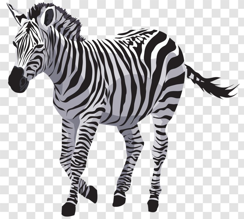 Quagga Zebra Horse Wildlife - Like Mammal Transparent PNG