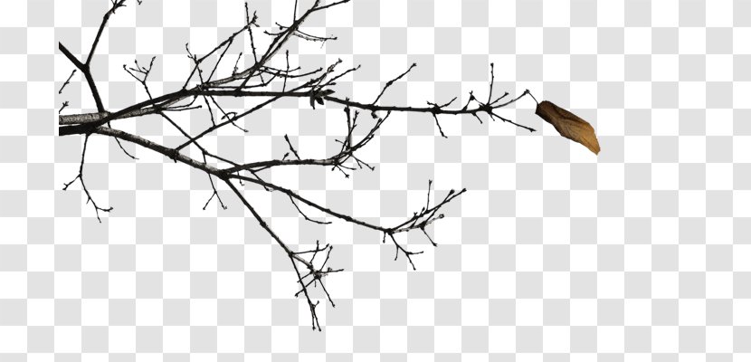 Twig Black And White Branch Clip Art - Rgb Color Model - Dry Twigs Transparent PNG