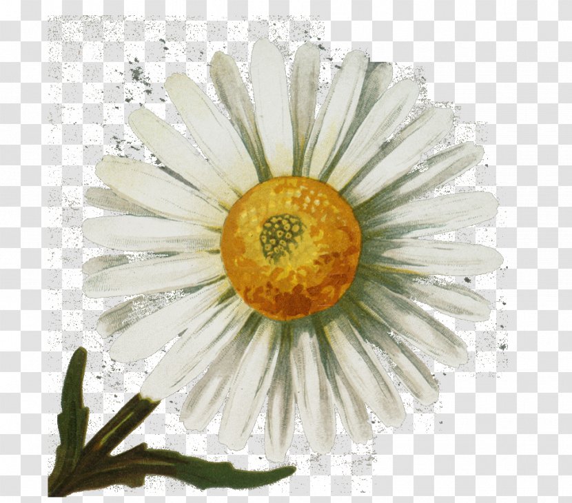 Common Daisy Vintage Clothing Antique Transparent PNG