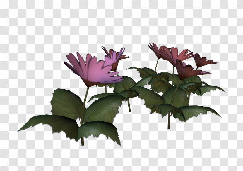 Rosaceae VIP Radio Petal Flowerpot - Rose Family - Flower Transparent PNG