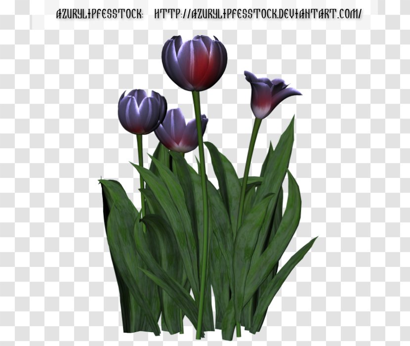 Tulip Cut Flowers Chomikuj.pl Liliaceae - Fasting - Tulips Transparent PNG