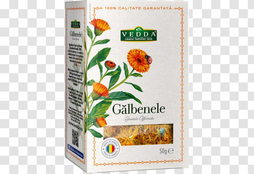 Tea English Marigold Aufguss Plants Flower - Garcinia Cambogia Transparent PNG