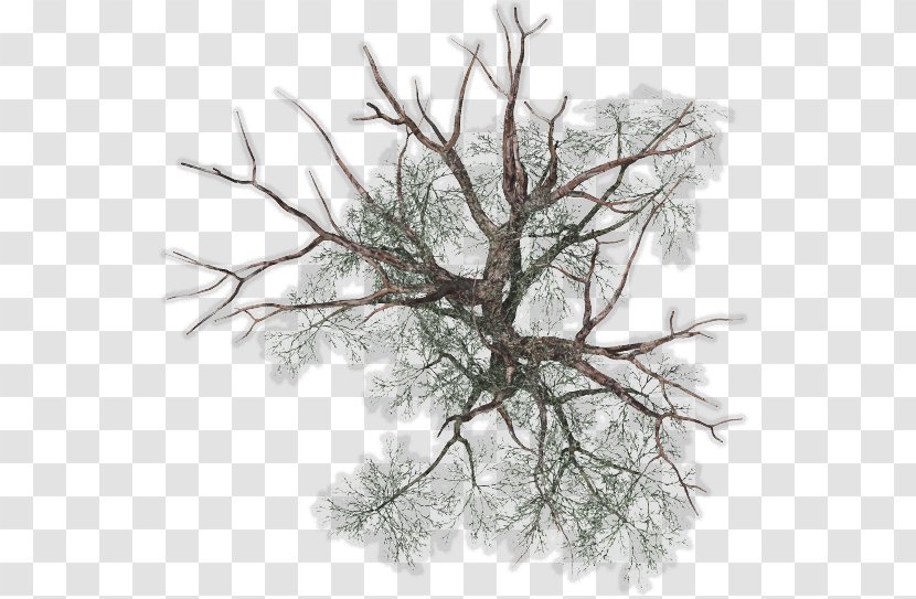 Tree Plant Twig - Trunk - Top Transparent PNG