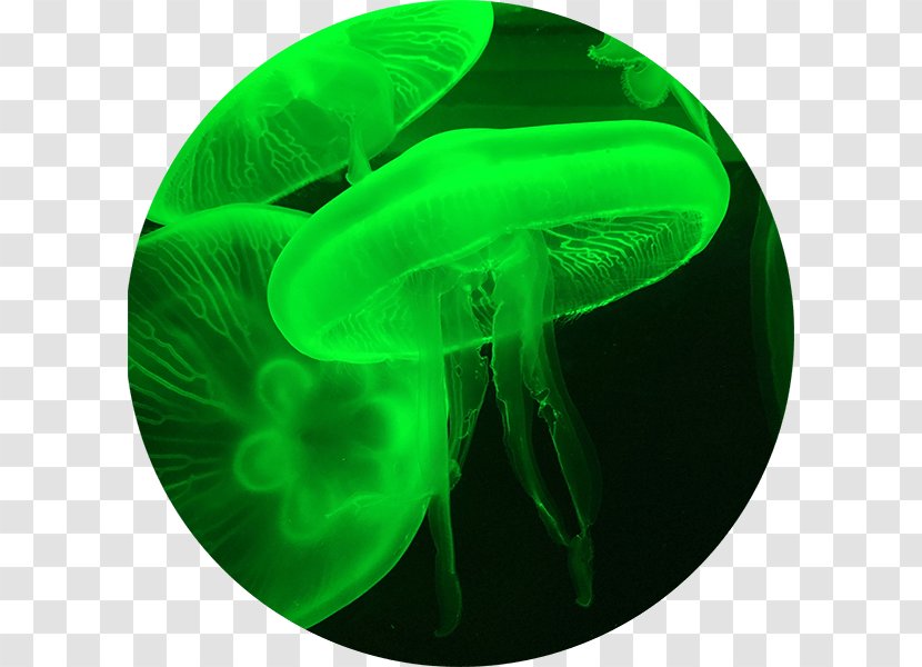 Jellyfish Content Audience Information - Invertebrate - Life Sciences Transparent PNG