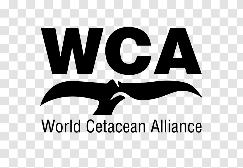 Whale Conservation Cetaceans World Cetacean Alliance Watching Porpoise - Black And White - Dolphin Transparent PNG