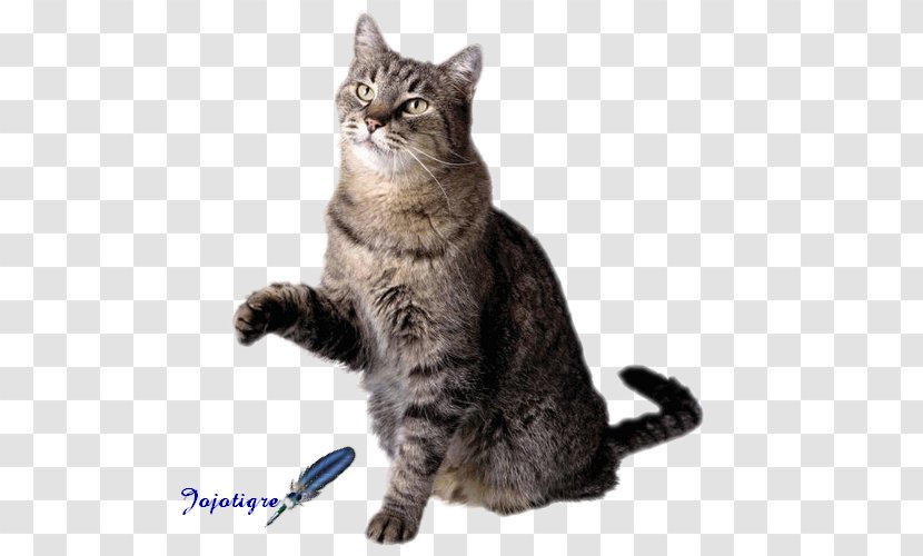 Dog Pet Sitting Cat Flashcard - Like Mammal Transparent PNG