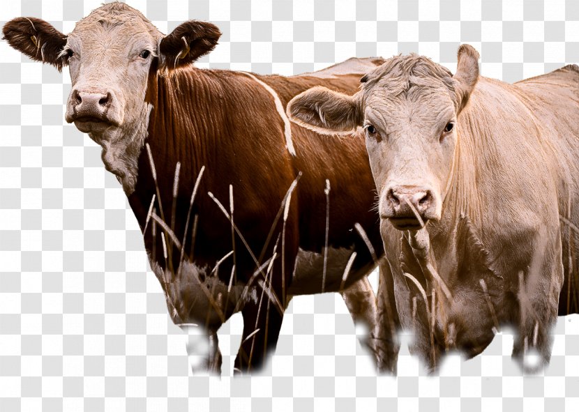 Bovine Livestock Cow-goat Family Snout Pasture - Herd - Bull Transparent PNG