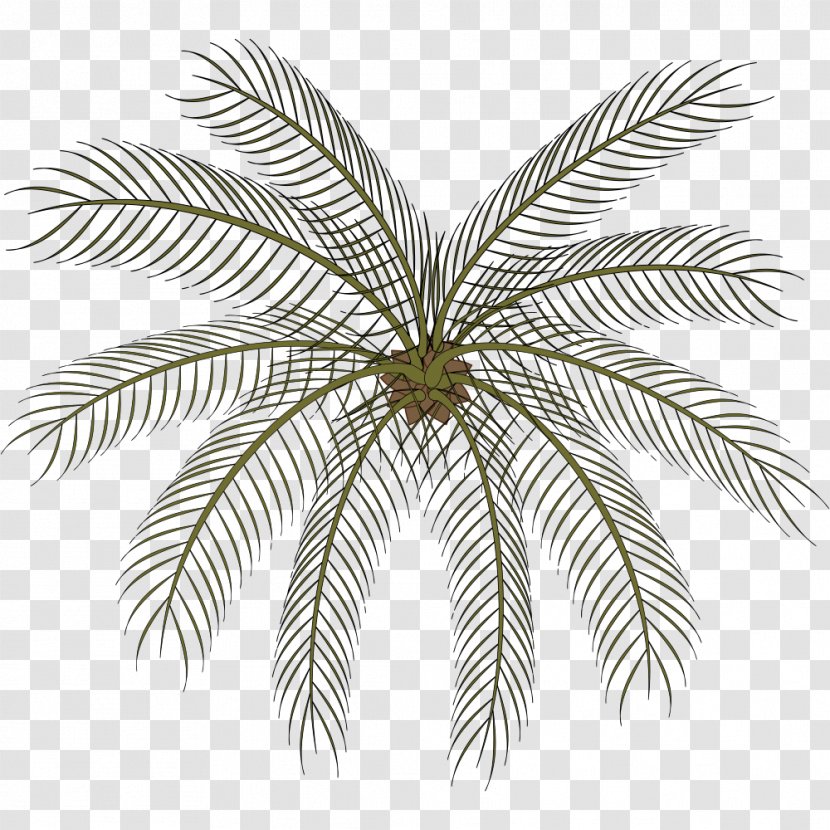 Arecaceae Clip Art - Symmetry - Palm Tree Transparent PNG