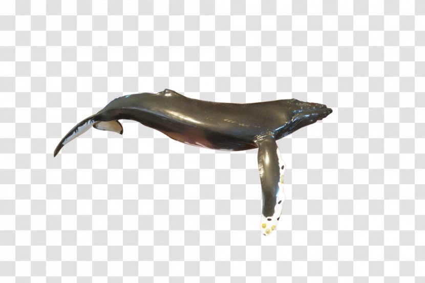 Dolphin Fauna Transparent PNG