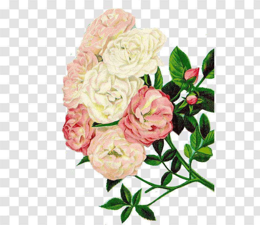 Garden Roses Flower Cabbage Rose Clip Art - Bouquet Transparent PNG