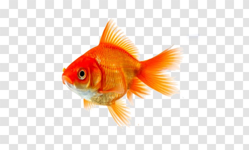 Goldfish Koi Siamese Fighting Fish Clip Art Transparent PNG