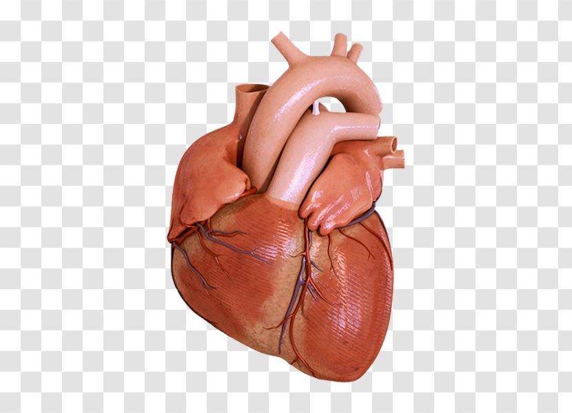 Anatomy About Your Heart Human Body Science - Frame Transparent PNG