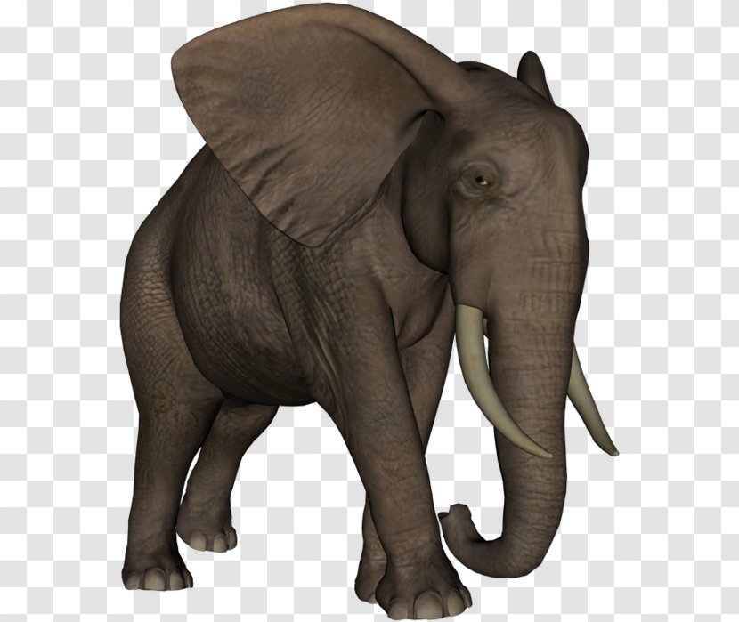 Indian Elephant African Elephantidae Tusk Animal - Dieren Transparent PNG