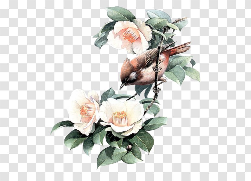 Bird-and-flower Painting Garden Roses - Bird Transparent PNG