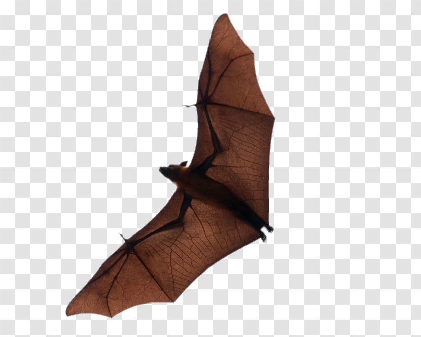 Bat Flight Download - Photography - Flying Transparent PNG