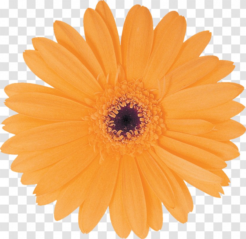 Dallas Rotary International District 5370 Business Club Of South Bend - Sticker - Gerbera Transparent PNG
