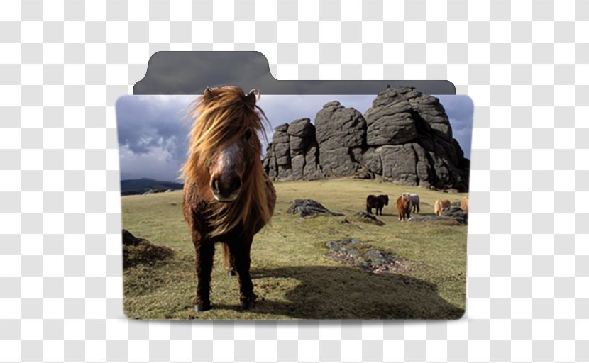 Dartmoor Pony Zoological Park - Zoo Transparent PNG