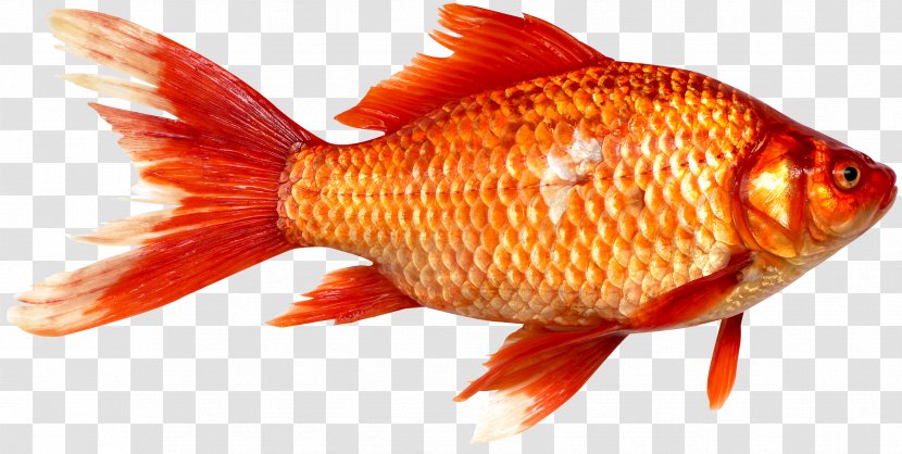 Goldfish Prussian Carp Fish As Food - Pond Transparent PNG