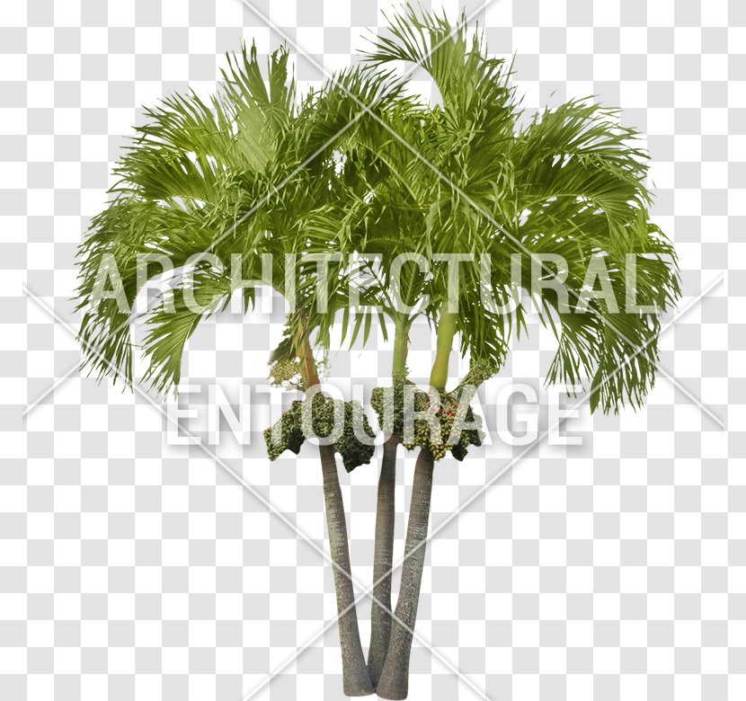 Asian Palmyra Palm Coconut Arecaceae Oil Palms Date - Plant Stem Transparent PNG