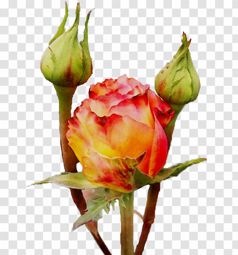 Garden Roses Cabbage Rose Floristry Cut Flowers Bud - Herbaceous Plant Transparent PNG