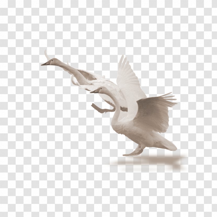 Cygnini - Feather - White Swan Transparent PNG